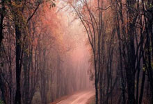 根据赛前情报，埃尔切有望主场取胜：球队状态与赛场策略解析